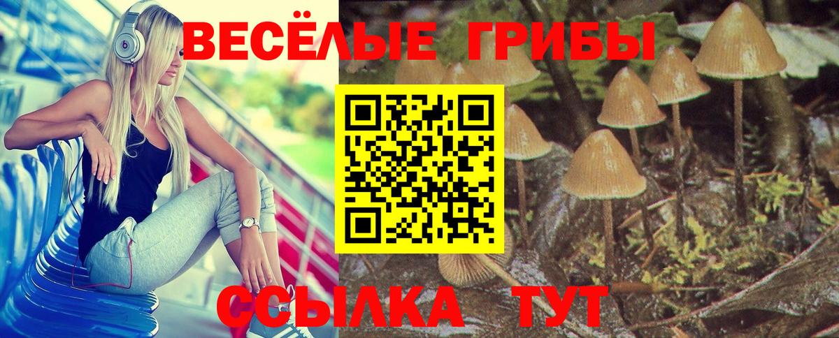 Псилоцибиновые грибы Psilocybine cubensis Верхняя Пышма